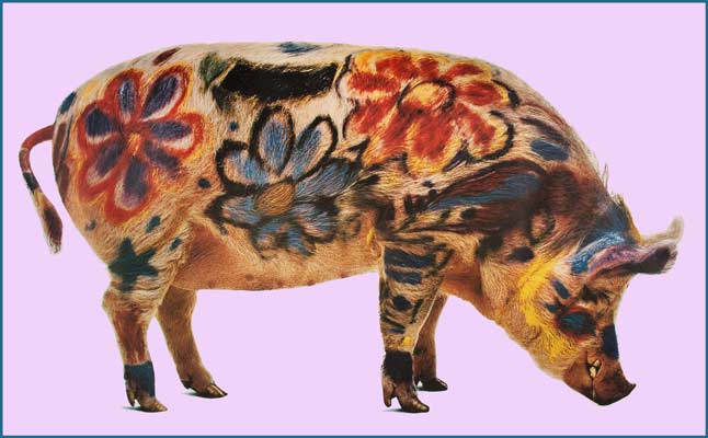 A random image of a pig, hog, boar or swine from the collection at Porkopolis.